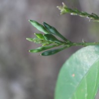 Pseuderanthemum latifolium (Vahl) B.Hansen